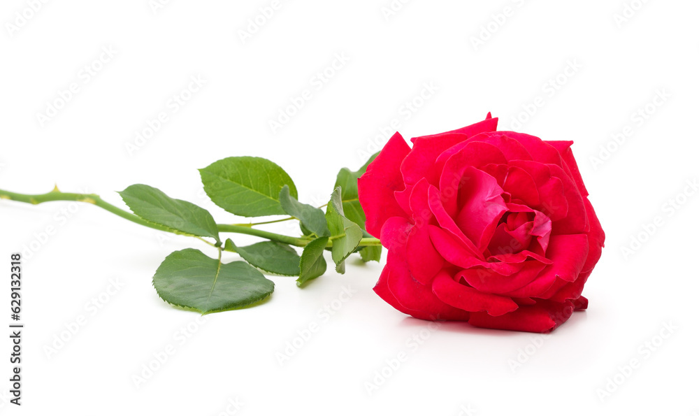 Naklejka premium Beautiful red rose.
