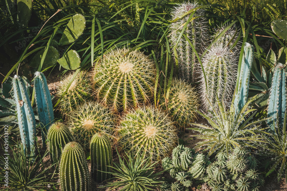 cactus garden, small cacti plants - cactus garden, small cacti plants -