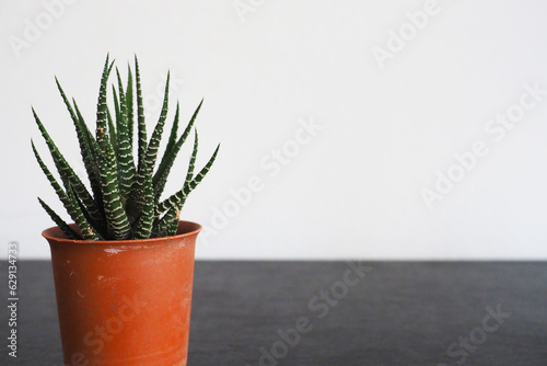 aloe vera plant on background white