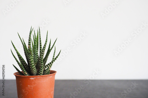 cactus in flowerpot background white