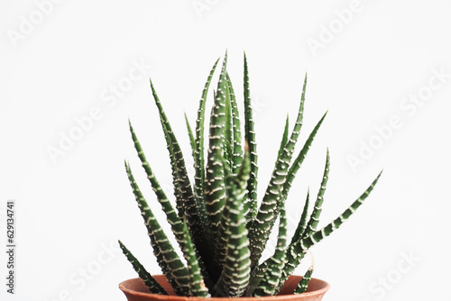 aloe vera plant isolated on white
