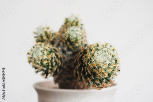 cactus in flowerpot