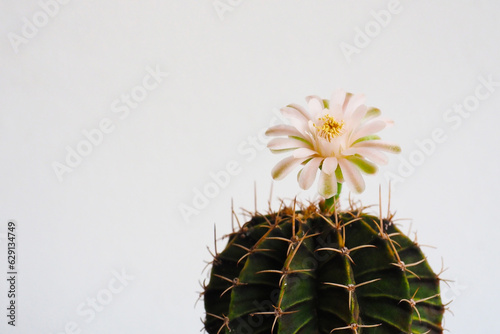 cactus with flower