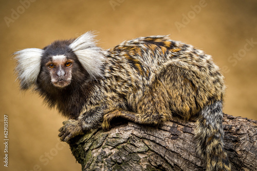 Obraz na plátně white-bearded marmoset on a branch
