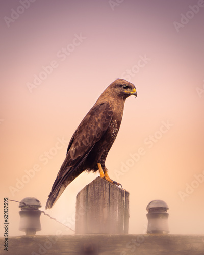 Common buzzard buteo buteo Romania