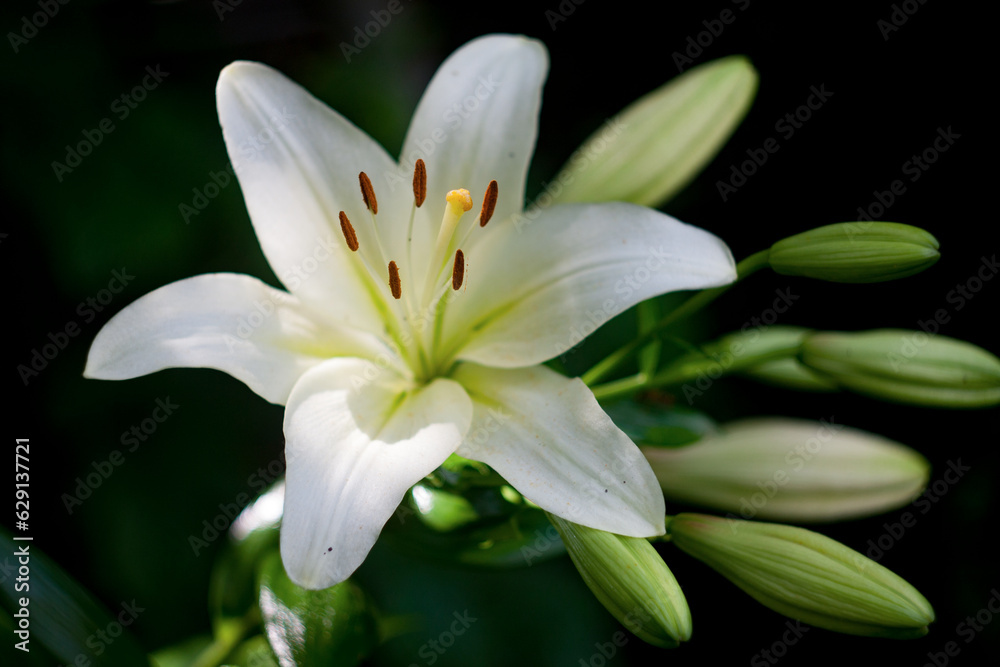 lily of the valley lily of the valley