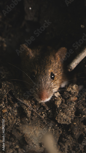 Striped field mouse apodemus agrarius