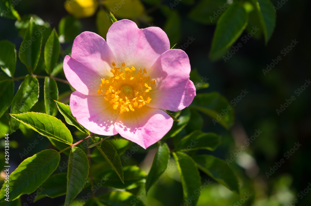 Close-up view of a rose hip flower. The fruits and flowers of this shrub have healing effects. Close-up view of a rose hip flower. The fruits and flowers of this shrub have healing effects.
