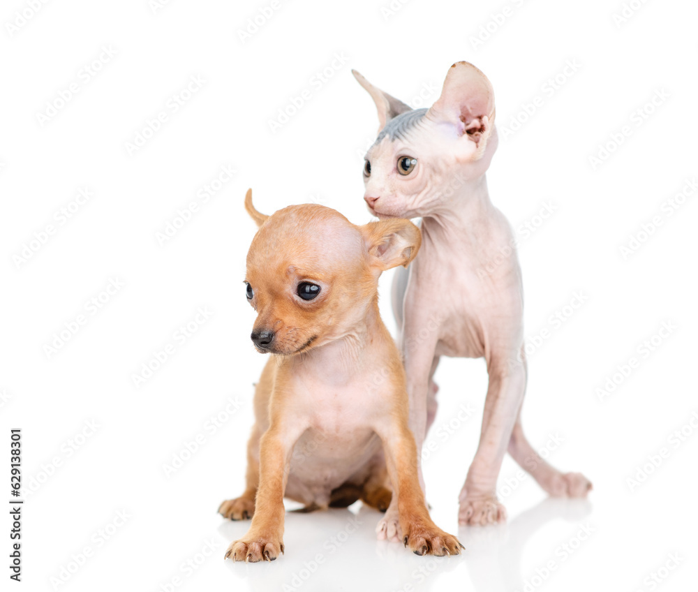 Toy terrier puppy and sphynx kitten sit together and look away on empty space.  isolated on white background