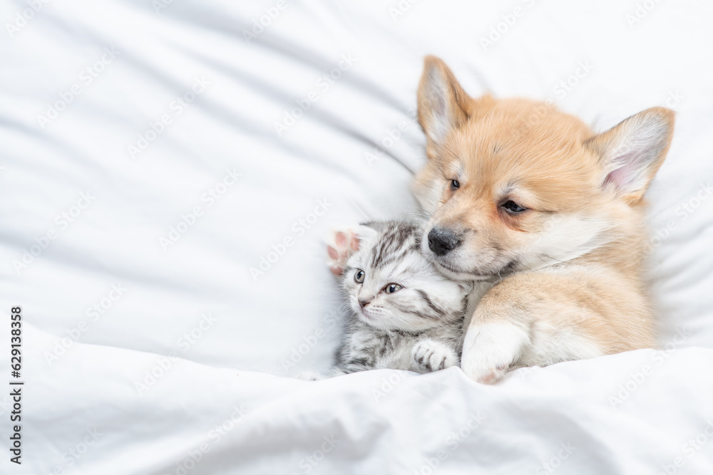 Cozy Pembroke Welsh corgi puppy sleep with tiny tabby fold kitten under white warm blanket on a bed at home. Top down view. Empty space for text