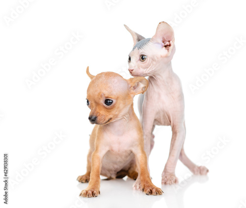 Toy terrier puppy and sphynx kitten sit together and look away on empty space.  isolated on white background © Ermolaev Alexandr