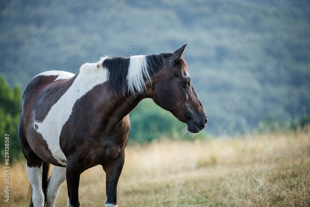 Fototapeta premium American paint horse on pasture in mountains
