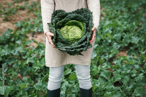 Farmer holding big kale cabbage at agricultural field. Farming and harvesting leaf vegetable in fall season. 
