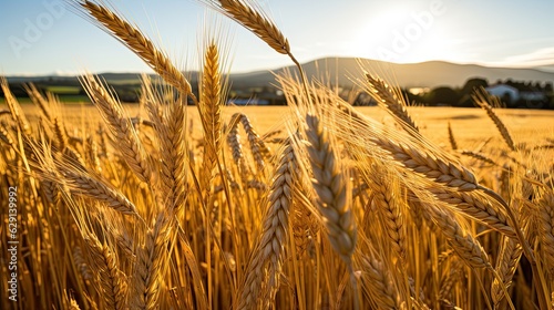 Close up wheat field at golden hour  bathed in warm sunlight  whole grain field. Generative AI