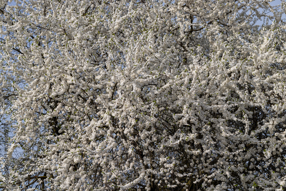 white cherry blossoms in the spring season, beautiful cherry white cherry blossoms in the spring season, beautiful cherry