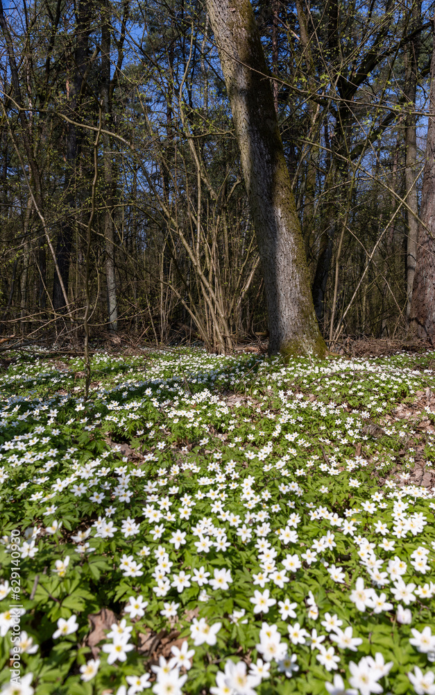 Fototapeta premium the first spring flowers of anemone are white in a mixed forest
