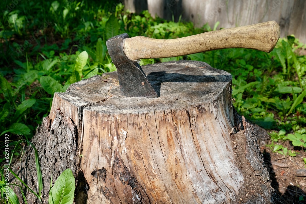 An old ax sticks out in the stump of a felled tree in the forest An old ax sticks out in the stump of a felled tree in the forest