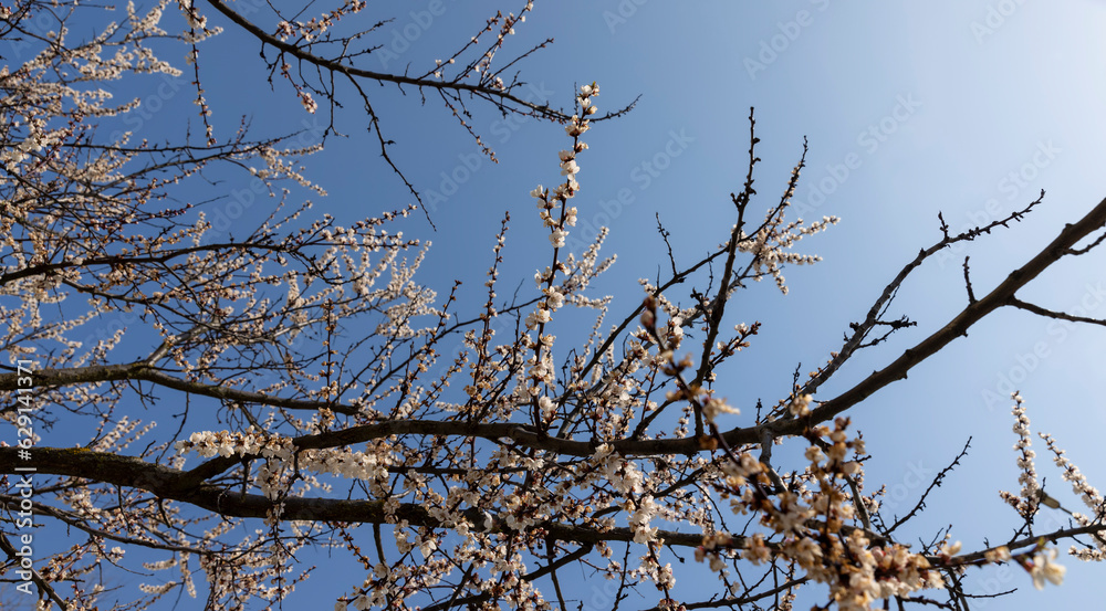 blooming berry cherry in the spring season blooming berry cherry in the spring season