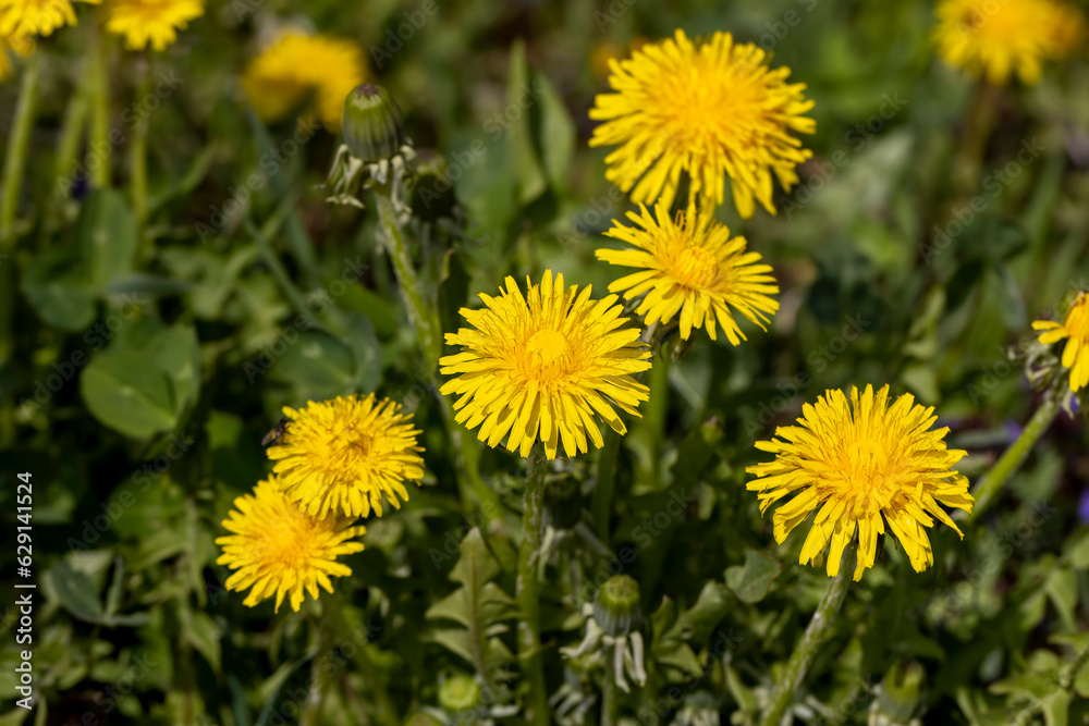 yellow blooming dandelions in the spring season yellow blooming dandelions in the spring season