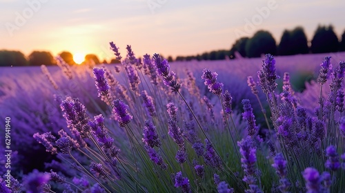 Beautiful lavender field scenery bathed in sunshine