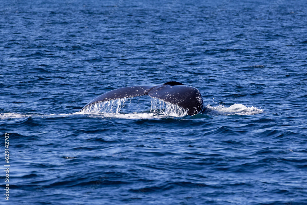 Humpback whale jout of the water. The whale is spraying water and ready to fall on its back. Humpback whale jout of the water. The whale is spraying water and ready to fall on its back.