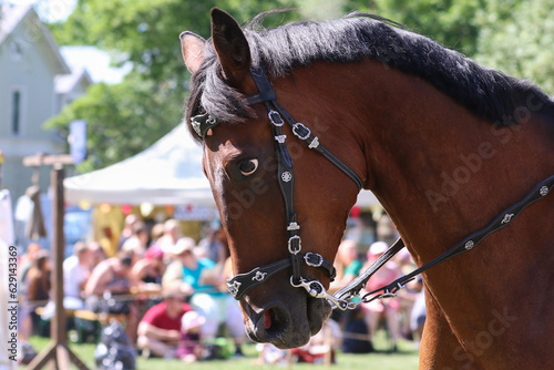 portrait of a horse