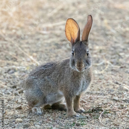 Desert Cottontail Rabbit with a tick showing the translucent ears. Santa Clara County, California, USA.