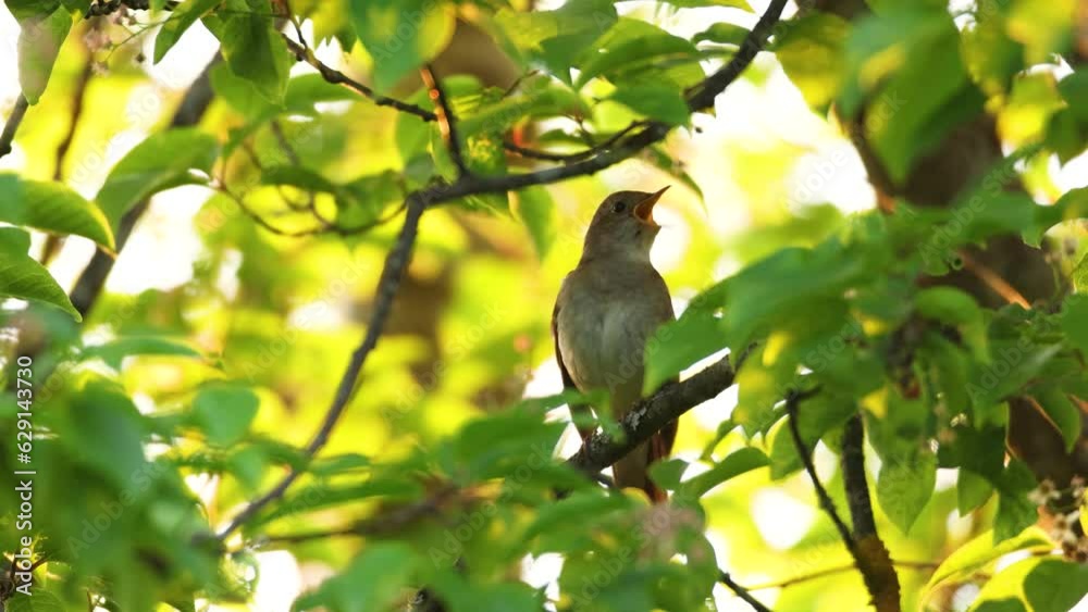 Thrush nightingale perched and singing on a beautiful spring evening in a woodland in Estonia, Northern Europe