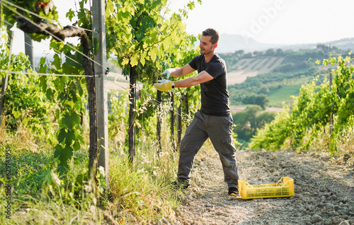 Young wine producer man picking organic grape for wine production - Organic farm and small business concept - Focus on face