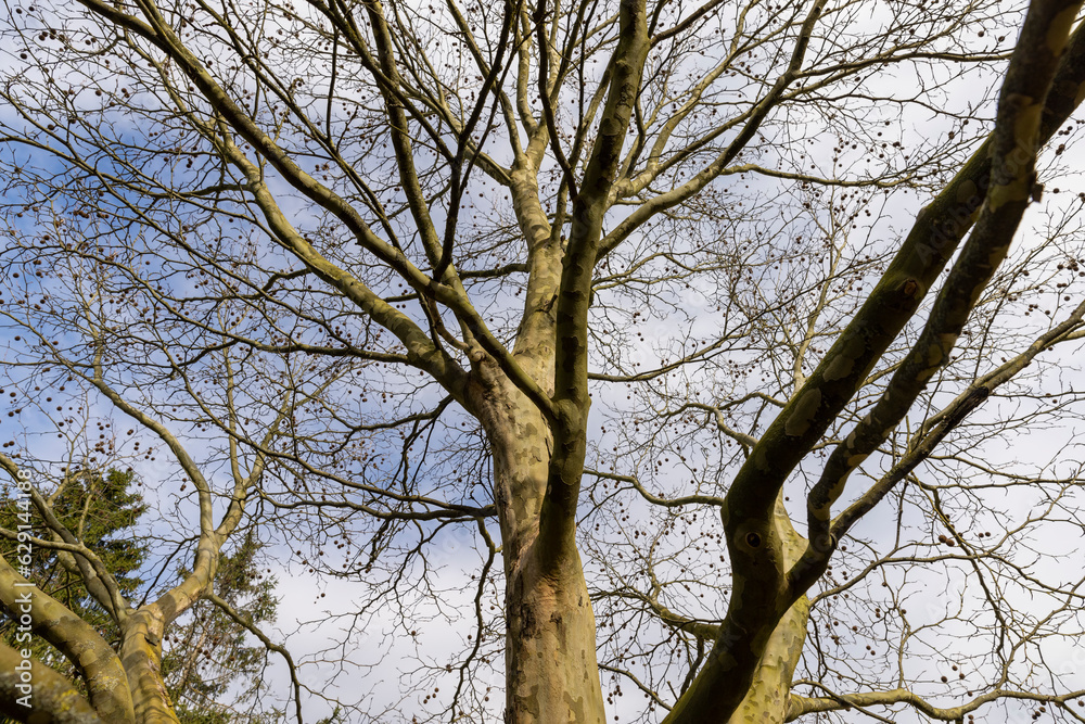sycamore tree in sunny weather in early spring sycamore tree in sunny weather in early spring