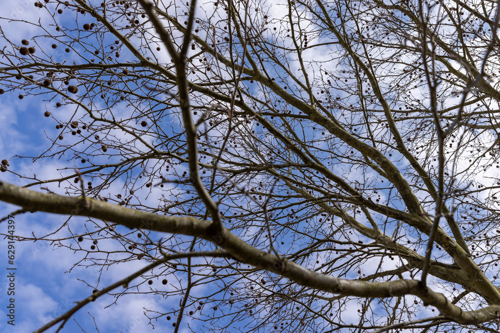 a tall sycamore tree with branches without foliage a tall sycamore tree with branches without foliage