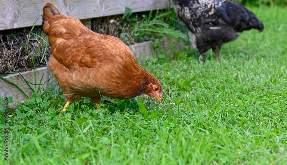 hens walking on green grass near garden compost hens walking on green grass near garden compost
