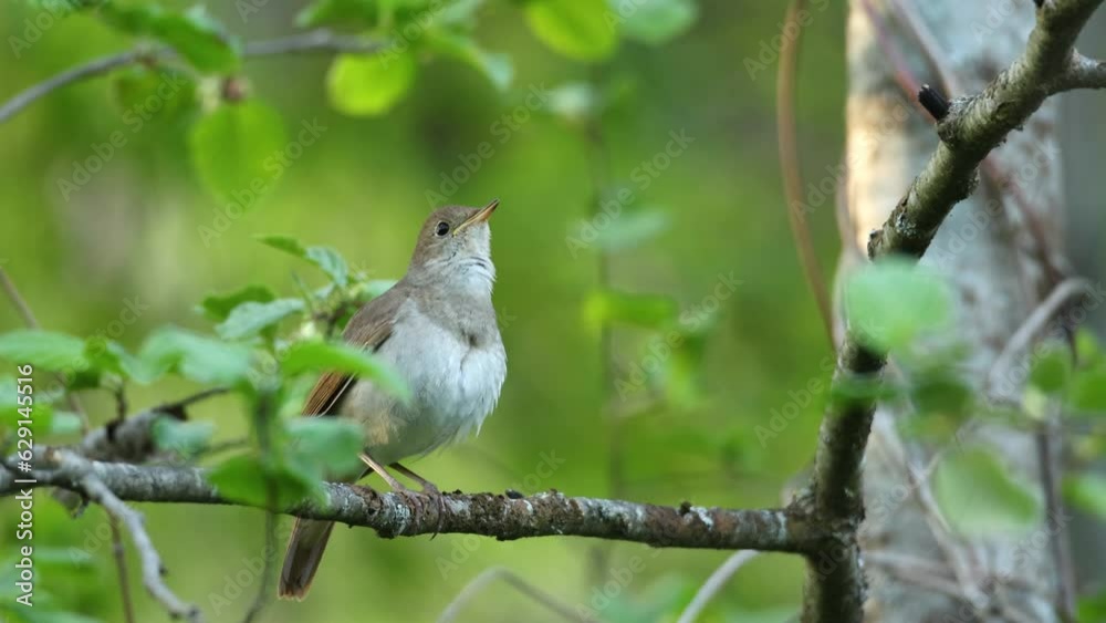 Thrush nightingale perched and singing on a beautiful spring evening in a woodland in Estonia, Northern Europe Thrush nightingale perched and singing on a beautiful spring evening in a woodland in Estonia, Northern Europe