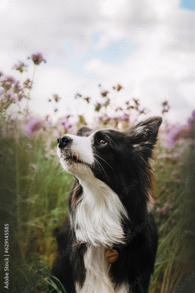 Fototapeta premium Portrait of a black and white border collie in a purple phacelia flower meadow