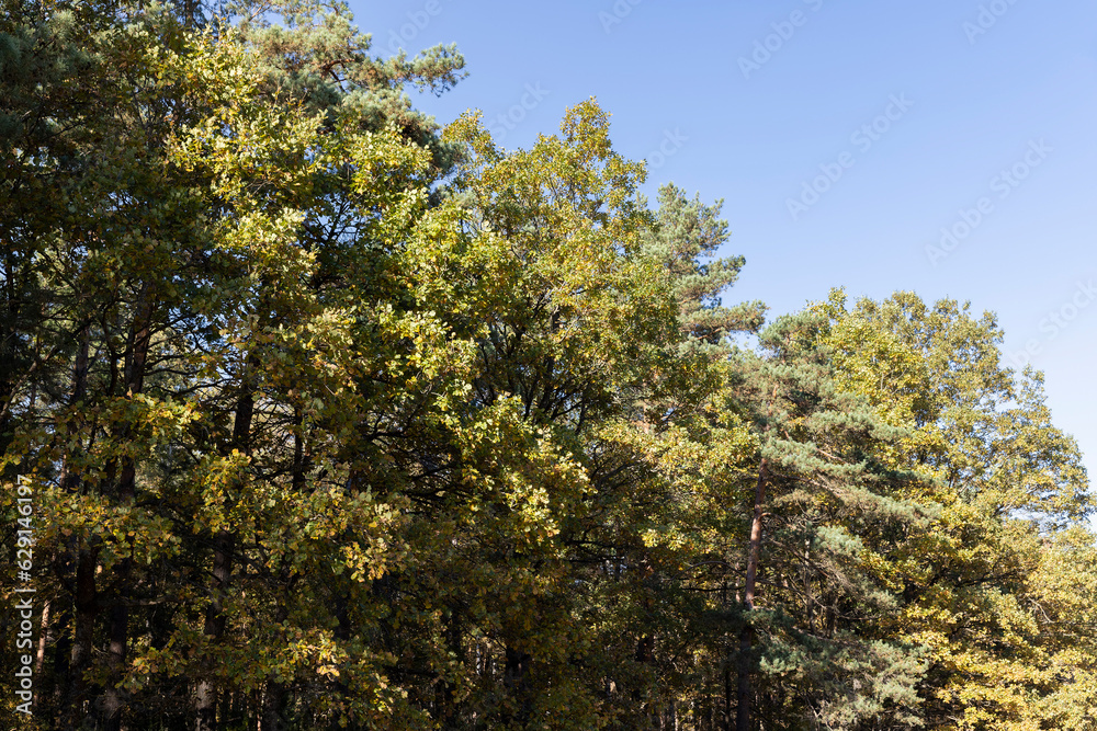 Autumn forest with trees during leaf fall