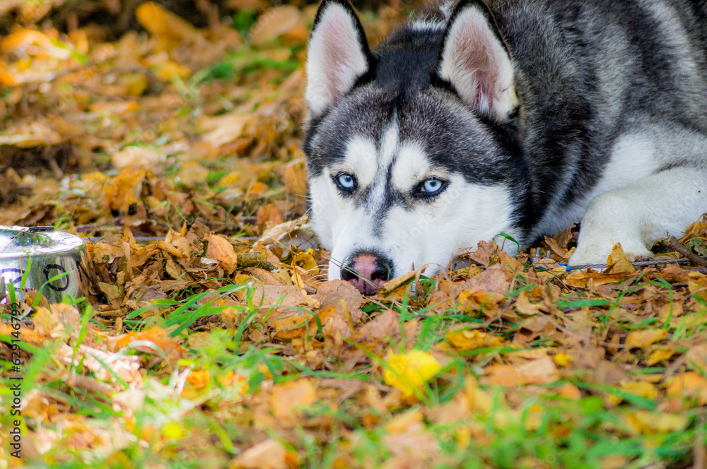 siberian husky dog siberian husky dog