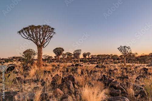 Fotografiet Sunrise in desert landscape of  Quiver Tree Forest (Aloe dichotoma), Namibia, So