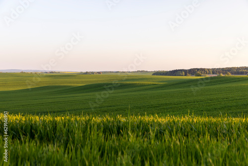 young green wheat in the field in the spring season