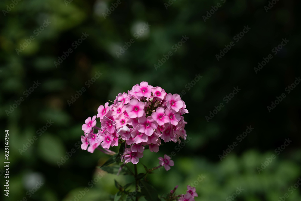 Pflanzen in der Natur Pflanzen in der Natur