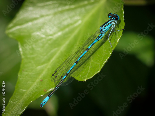 Blue dragonfly on a green leave