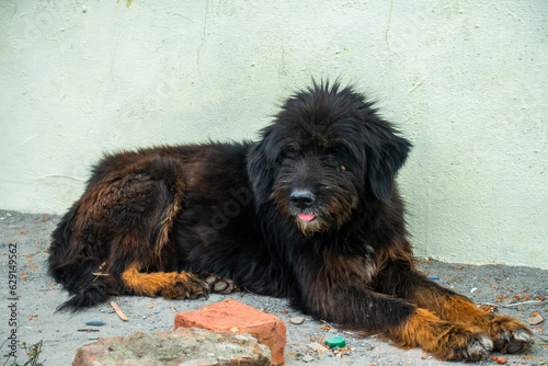 Fierce Himalayan Guard Dog, a blend of black and brown fur. Majestic Himalayan Mastiff, vigilant protector.