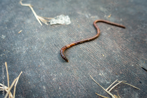 Close up shot of a big earthworm ( Lumbricina ) on a concrete ground. Uttarakhand India. photo