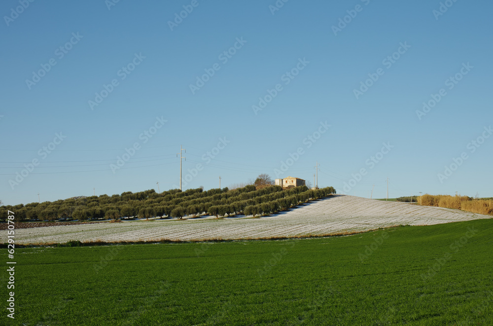 Olive grove and country house on the Molise coast in winter after a snowfall