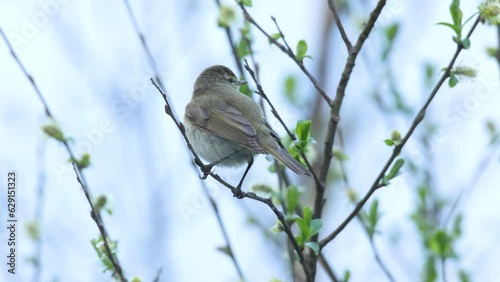 Closeup of small Chiffchaff singing on a gloomy spring evening in Estonia, Northern Europe photo