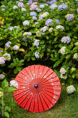 Japanese traditional oil paper umbrella and Hydrangea macrophylla flowering shrubs and bushes in the garden. Concept of Japanese culture. Kyoto  Japan.
