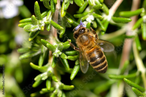 abeja melífera recolectando miel (Apis melífera) © JOSE ANTONIO