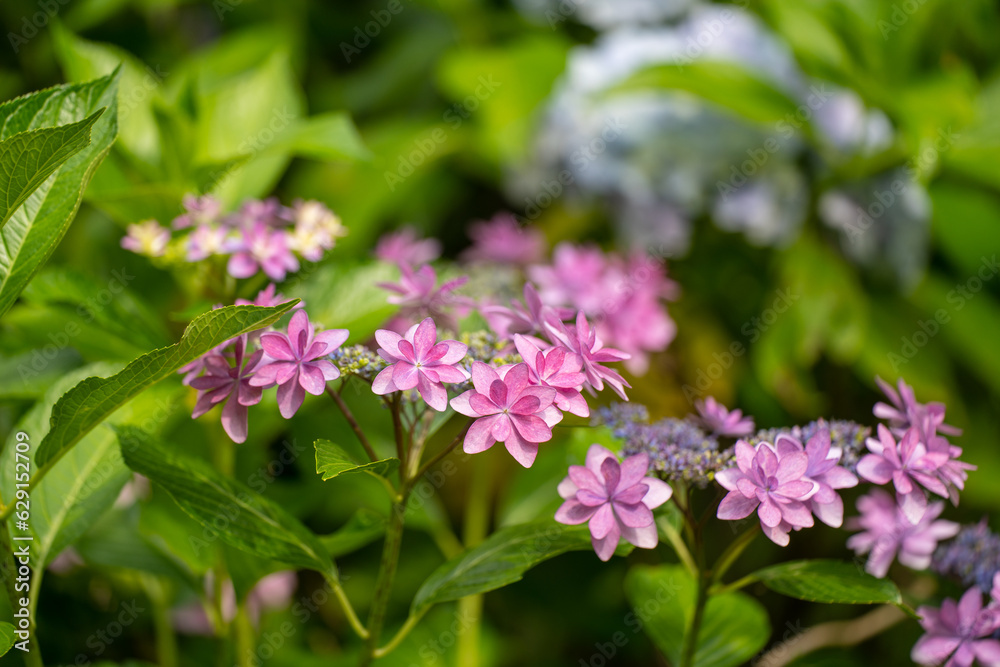 Close-up Hydrangea macrophylla flower in full blooming in the garden. Close-up Hydrangea macrophylla flower in full blooming in the garden.
