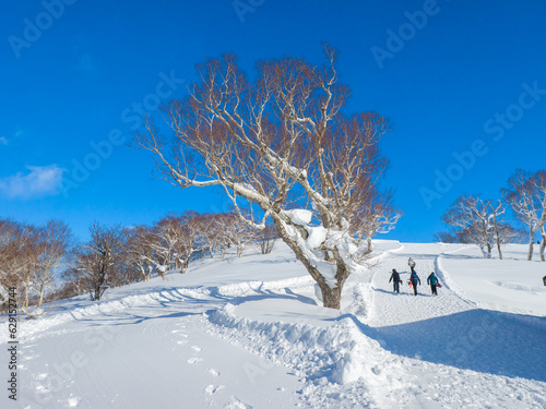 Snow covered tree towering over by ski slope and people wallking up the hill beside it (Niseko, Hokkaido, Japan) photo