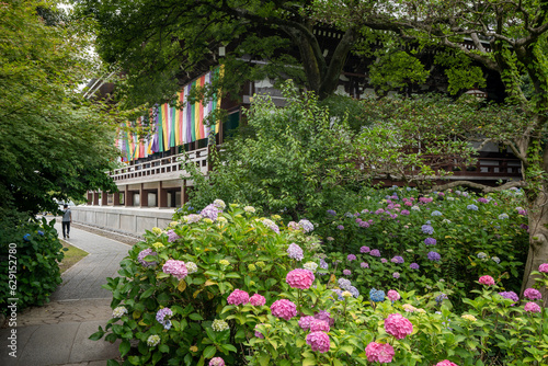 Colorful Hydrangeas in Chishaku-in  Chishakuin  Temple Garden. Higashiyama-ku  Kyoto  Japan.