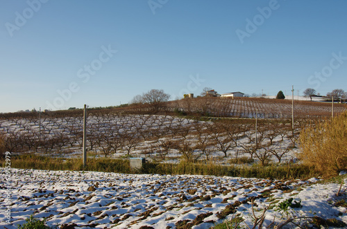 Vineyards within the Molise coast in winter with snow